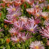Mesa Verde Iceplant